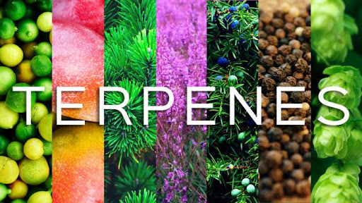 How Terpenes Are Very Useful In Pain, Anxiety & Inflammation