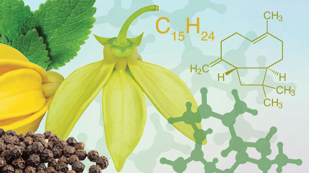 Beta-Caryophyllene a dietary cannabinoid