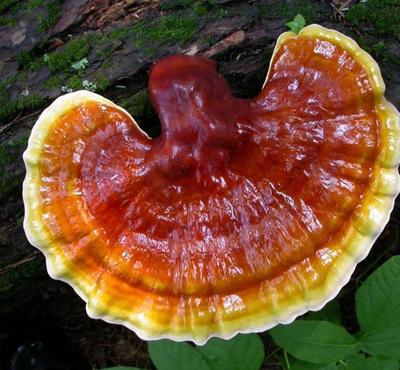 Reishi Spores up to 700x more powerful